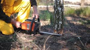 Best Tree Cabling and Bracing  in Chetopa, KS